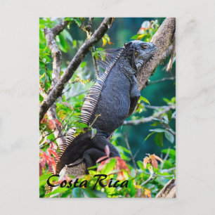 Costa Rica, Muelle - Lazy Iguana vilande i träd Vykort