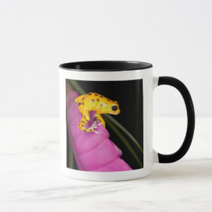 Costa Rica. Närbild på pilgiftsgroda Mugg