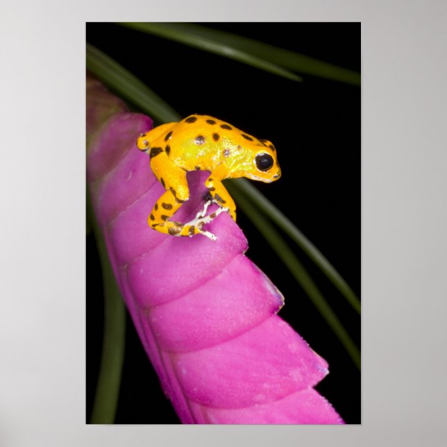 Costa Rica. Närbild på pilgiftsgroda Poster (Framsidan)
