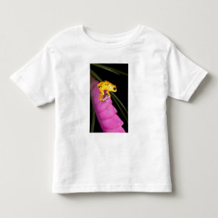 Costa Rica. Närbild på pilgiftsgroda T Shirt