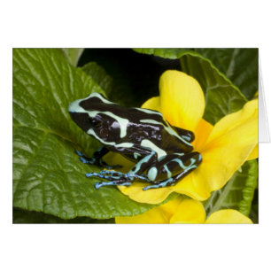 Costa Rica, Osa-halvön Hälsningskort
