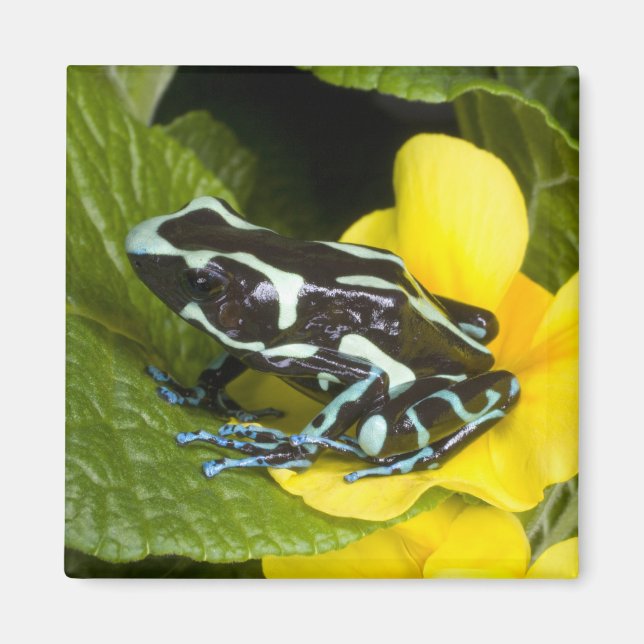 Costa Rica, Osa-halvön Magnet (Framsidan)