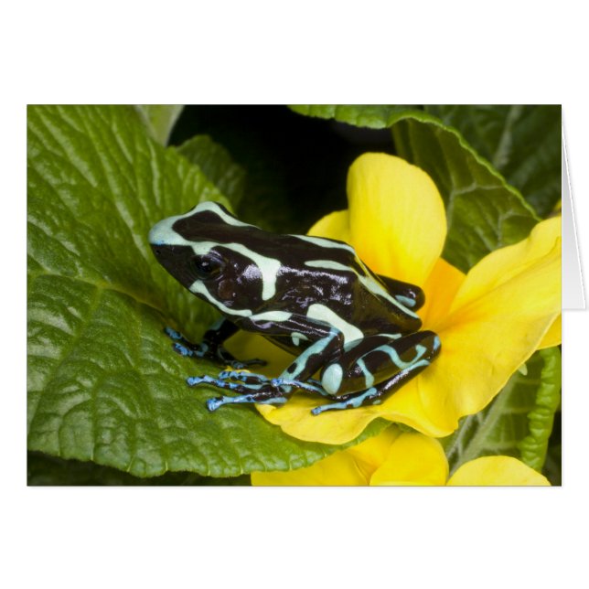Costa Rica, Osa-Peninsulan Hälsningskort (Framsidan Horizontal)