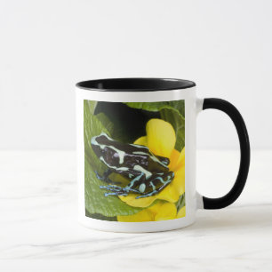 Costa Rica, Osa-Peninsulan Mugg