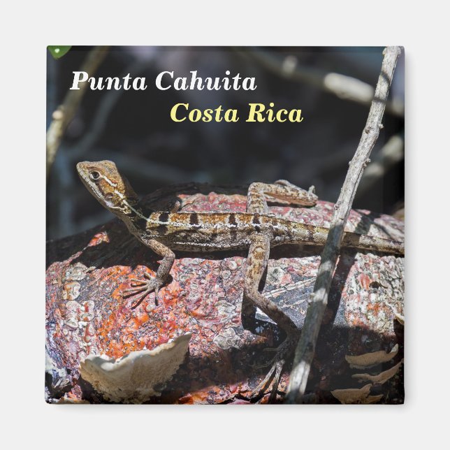 Costa Rica, Punta Cahuita - Female basilisk Lizard Magnet (Framsidan)