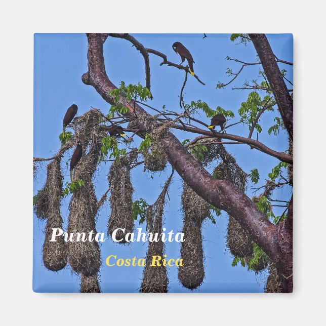 Costa Rica, Punta Cahuita - Psarocolius decumanus Magnet (Framsidan)