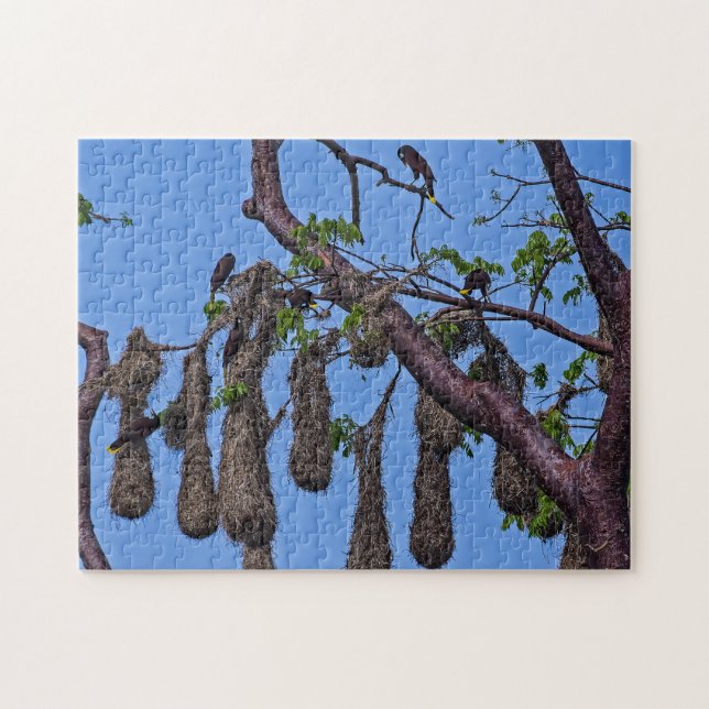 Costa Rica, Punta Cahuita - Psarocolius decumanus Pussel (Horisontell)