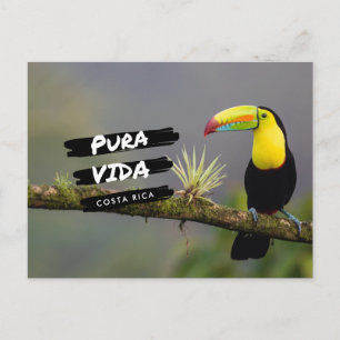 Costa Rica Pura Vida Toucan Photo Postcard Vykort