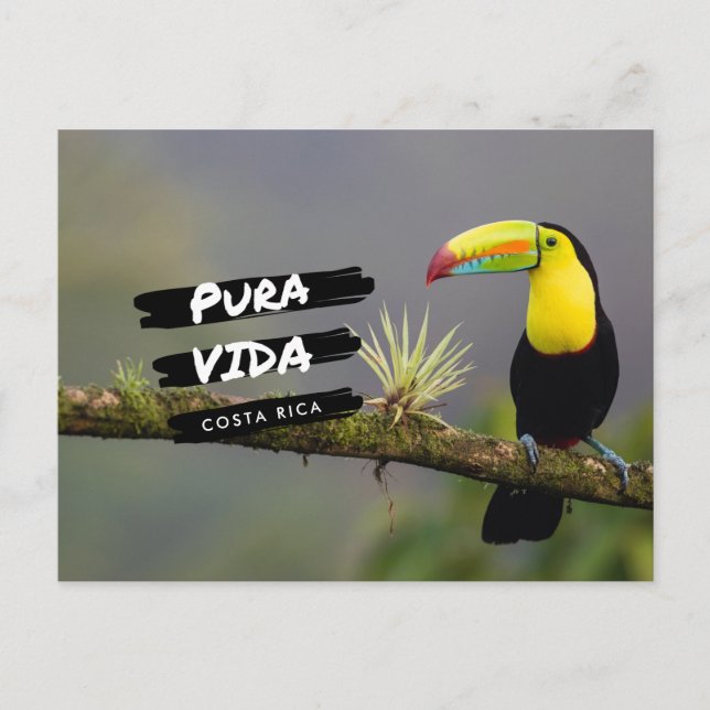 Costa Rica Pura Vida Toucan Photo Postcard Vykort (Framsida)
