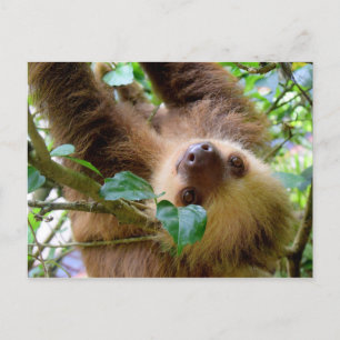 Costa Rica Rainforest Sloth Vykort
