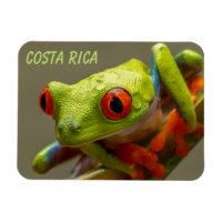 Costa Rica Red-Eyed Träd Frog Redo till Skutt