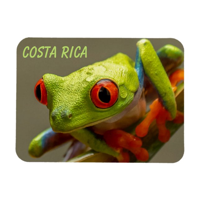 Costa Rica Red-Eyed Träd Frog Redo till Skutt Magnet (Horisontell)
