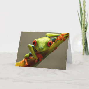 Costa Rica Red Eyed Träd Frog Tittar på dig Kort