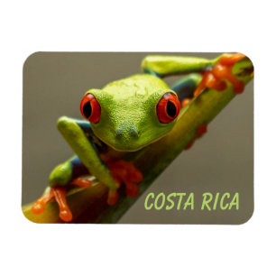 Costa Rica Red Eyed Träd Frog Tittar på dig Magnet