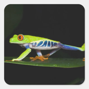 Costa Rica, Rödögd lövgroda (Agalychnis Fyrkantigt Klistermärke