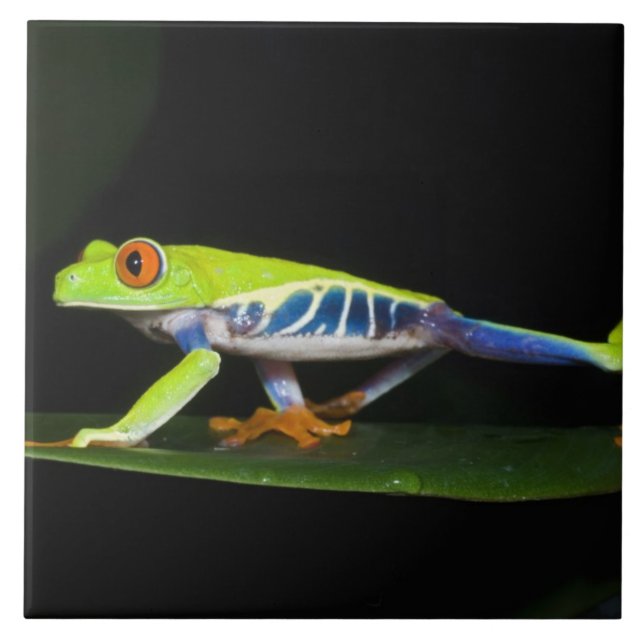 Costa Rica, Rödögd lövgroda (Agalychnis Kakelplatta (Framsidan)