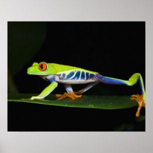 Costa Rica, Rödögd lövgroda (Agalychnis Poster