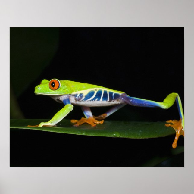 Costa Rica, Rödögd lövgroda (Agalychnis Poster (Framsidan)