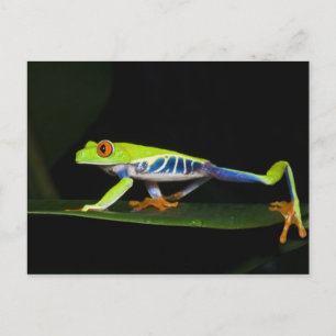Costa Rica, Rödögd lövgroda (Agalychnis Vykort