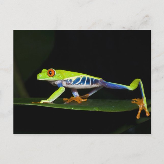 Costa Rica, Rödögd lövgroda (Agalychnis Vykort (Framsida)