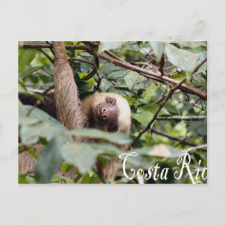 Costa Rica - Sloth Postcard Vykort