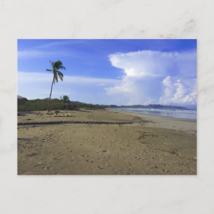 Costa Rica Strand med palmer Fotografi  Vykort