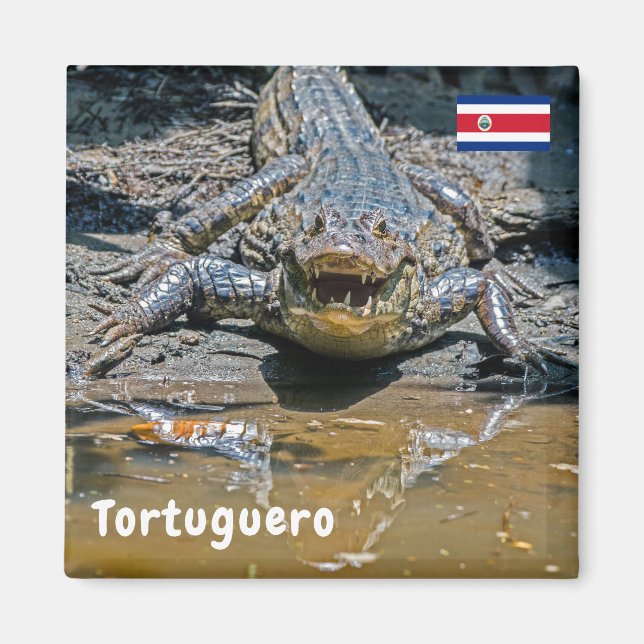 Costa Rica, Tortuguero - Aggressiv krokodil Magnet (Framsidan)