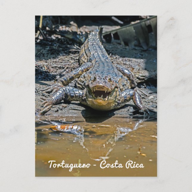 Costa Rica, Tortuguero - Aggressiv krokodil Vykort (Framsida)