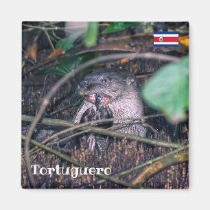 Costa Rica, Tortuguero - Ätlig fisk Magnet