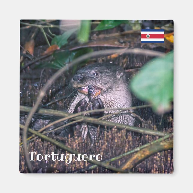 Costa Rica, Tortuguero - Ätlig fisk Magnet (Framsidan)