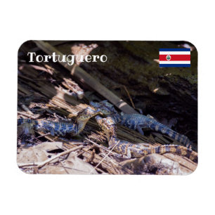 Costa Rica, Tortuguero-Baby-krokodiler Magnet