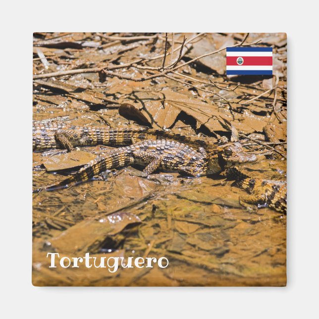 Costa Rica, Tortuguero-Baby-krokodiler Magnet (Framsidan)