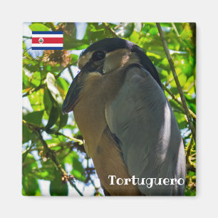 Costa Rica, Tortuguero - Boat billed Heron Magnet