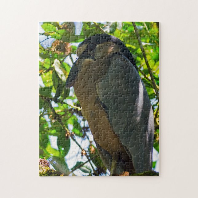 Costa Rica, Tortuguero - Boat billed Heron Pussel (Vertikal)