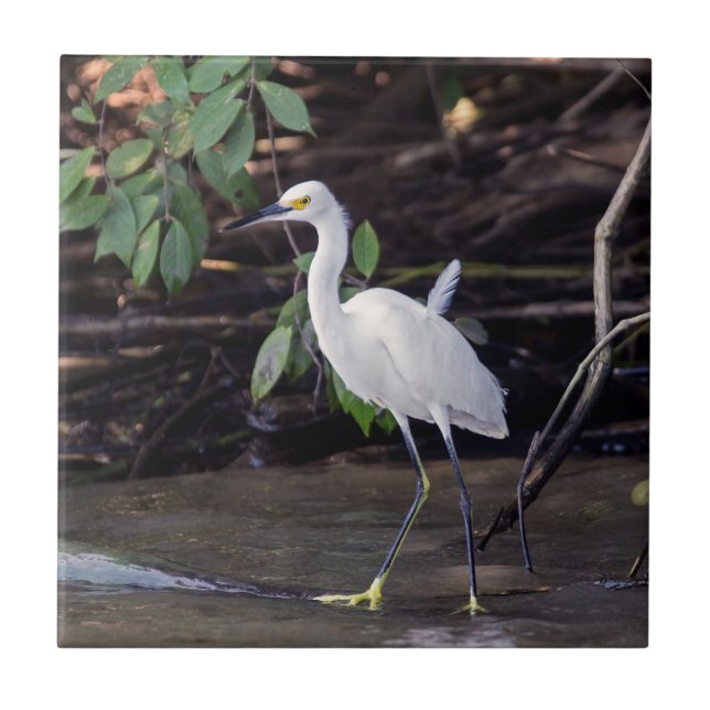 Costa Rica, Tortuguero - Egretta thula Kakelplatta (Framsidan)