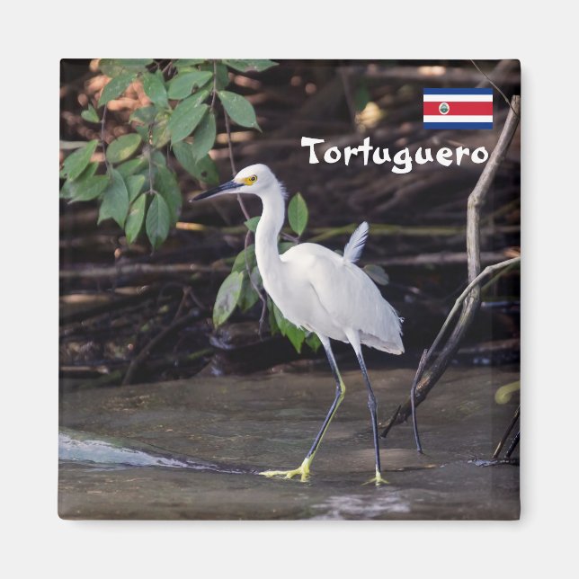 Costa Rica, Tortuguero - Egretta thula Magnet (Framsidan)