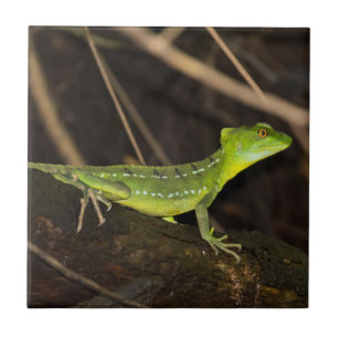 Costa Rica, Tortuguero - Emerald Basilisk Lizard Kakelplatta