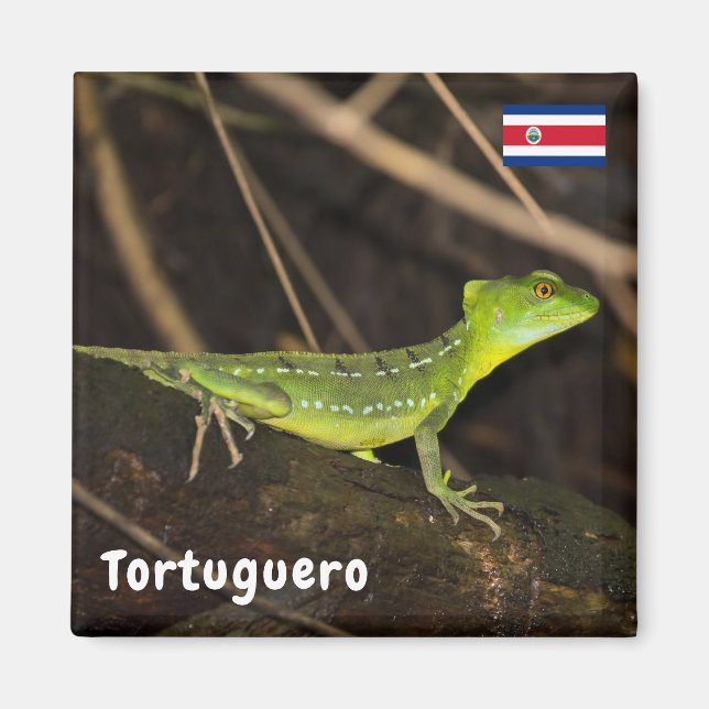 Costa Rica, Tortuguero - Emerald Basilisk Lizard Magnet (Framsidan)