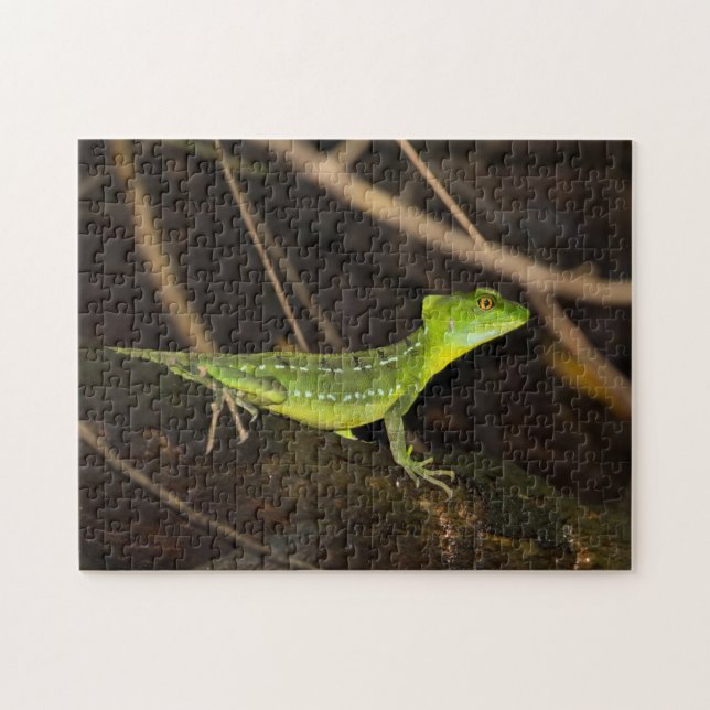 Costa Rica, Tortuguero - Emerald Basilisk Lizard Pussel (Horisontell)