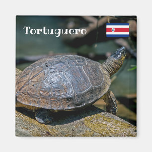 Costa Rica, Tortuguero - floden Turtle Magnet