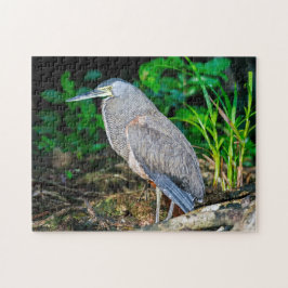Costa Rica, Tortuguero - Heron Pussel