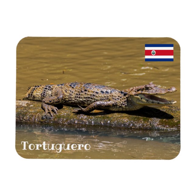 Costa Rica, Tortuguero - Sfräsning krokodil Magnet (Horisontell)