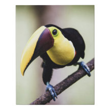 Costa Rica Toucan