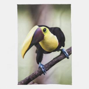 Costa Rica Toucan Kökshandduk
