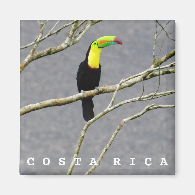 Costa Rica Toucan Souvenir Magnet (Framsidan)