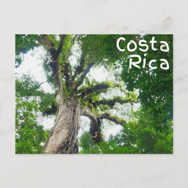 Costa Rica Träd fotokort Vykort (Framsida)