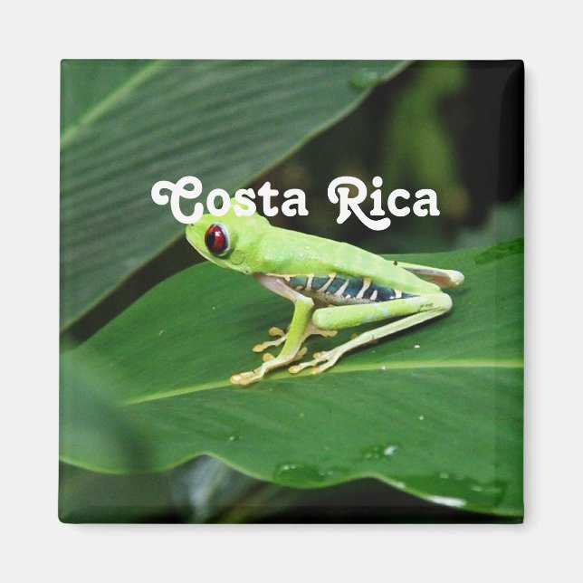 Costa Rica Träd Frog Magnet (Framsidan)