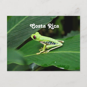 Costa Rica Träd Frog Vykort