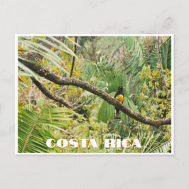 Costa Rica Tropical Jungle Bird på Gren Vykort