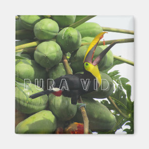 Costa Rica Tropical Toucan Pura Vida Magnet